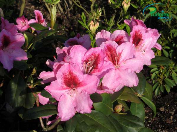 Rhododendron Perlina